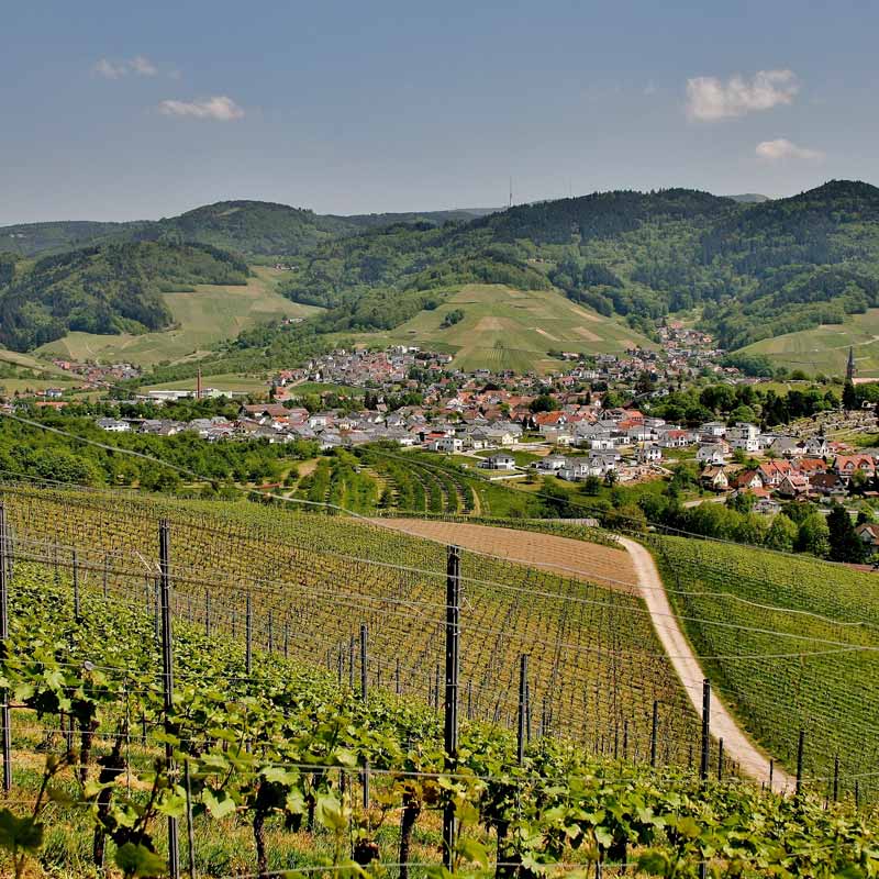 Domaine Alquier