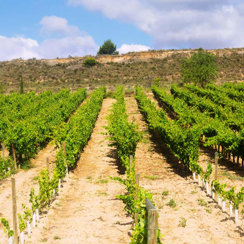 Domaine Bergeron