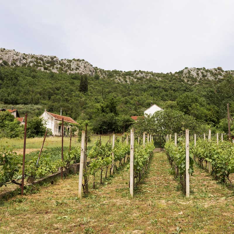 Domaine Cornu-Camus