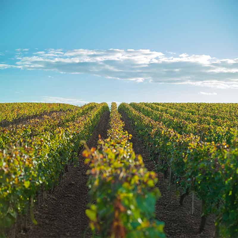 Domaine Coston