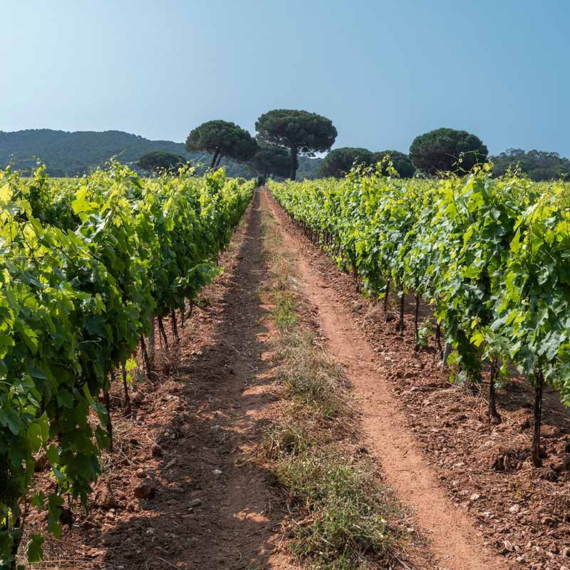 Domaine Courbet