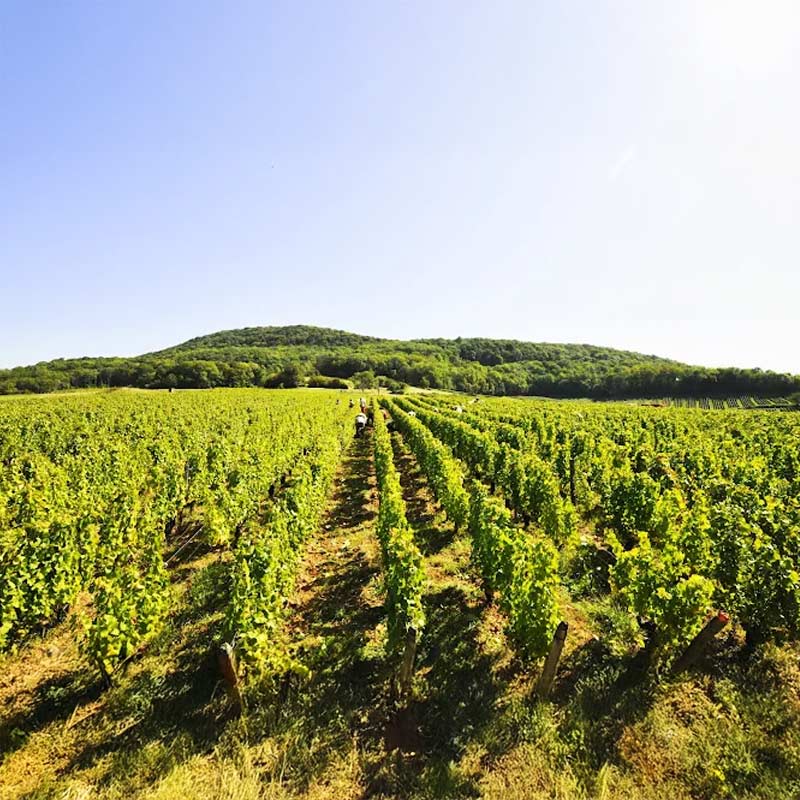 Domaine Dugois