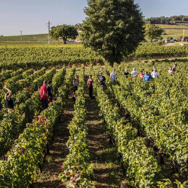 Domaine Felettig