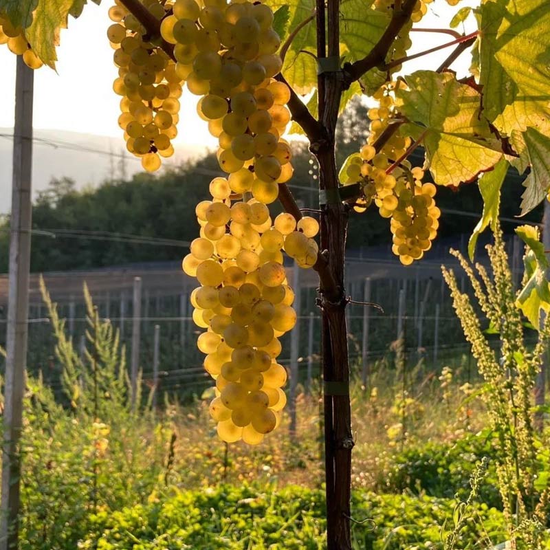 Domaine François Bertheau