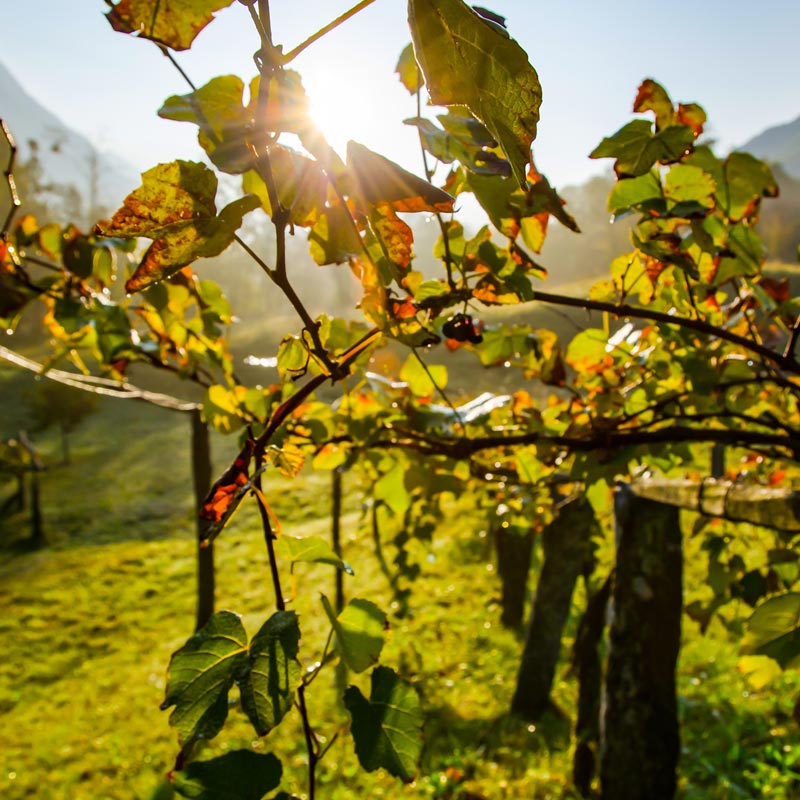 Domaine Gilles Bouton