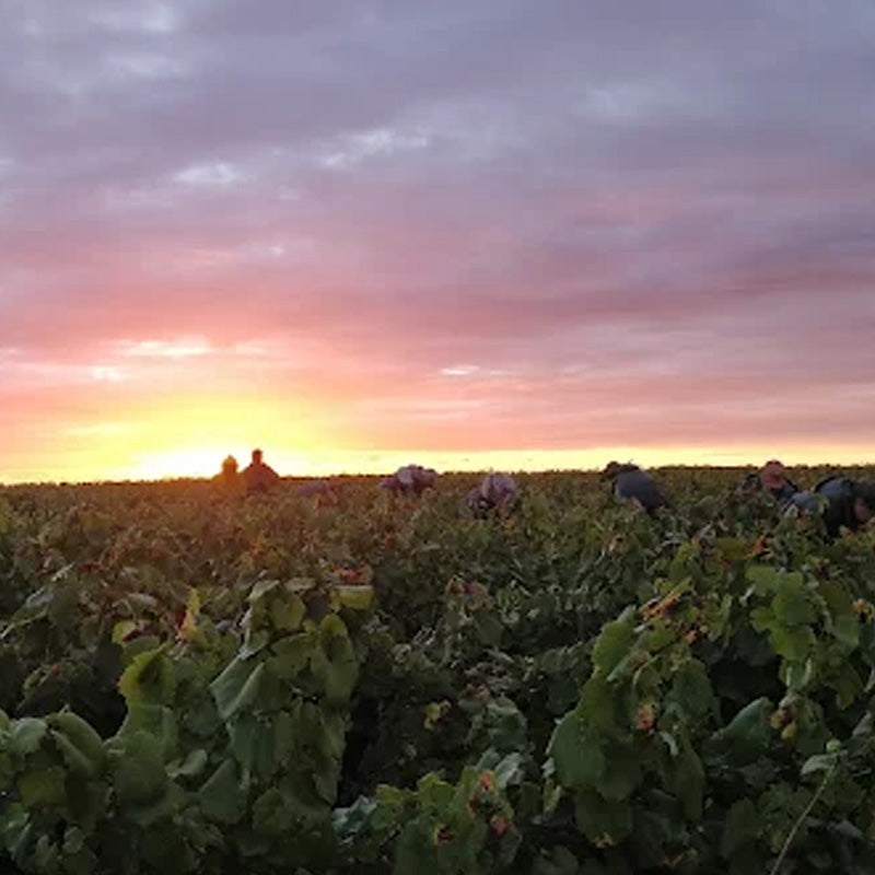 Domaine Haute Févrie produit Image
