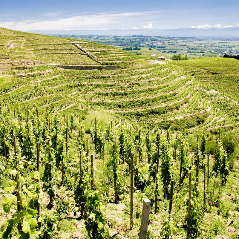 Domaine de La Chèvre Bleue