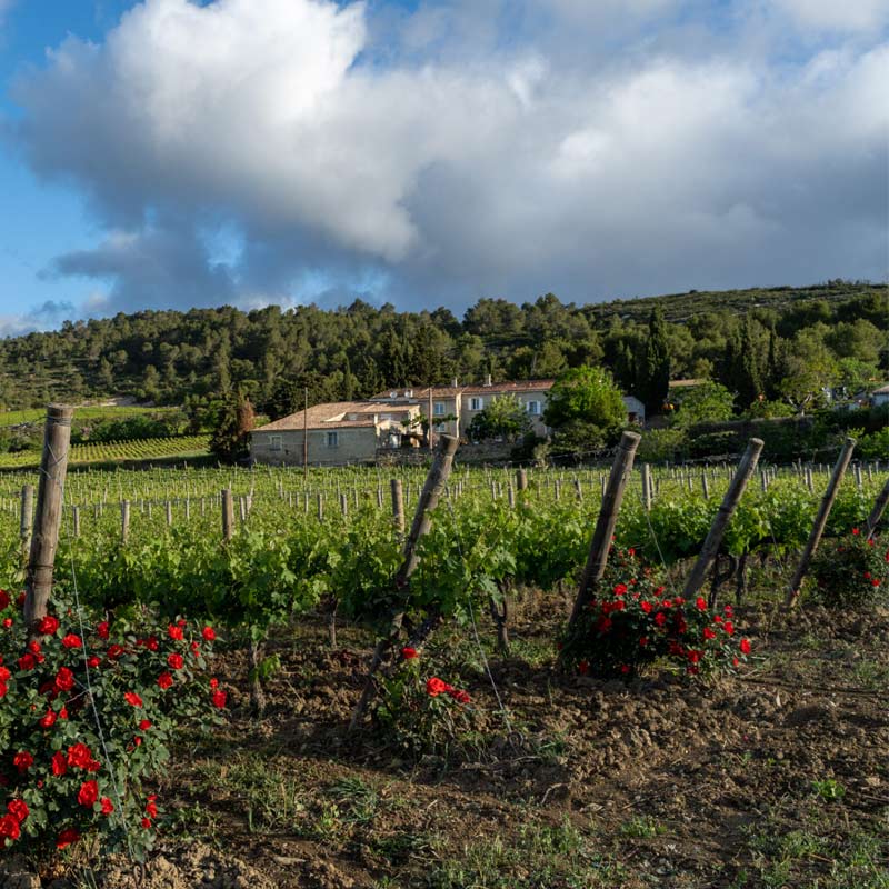 Domaine La Rouviole
