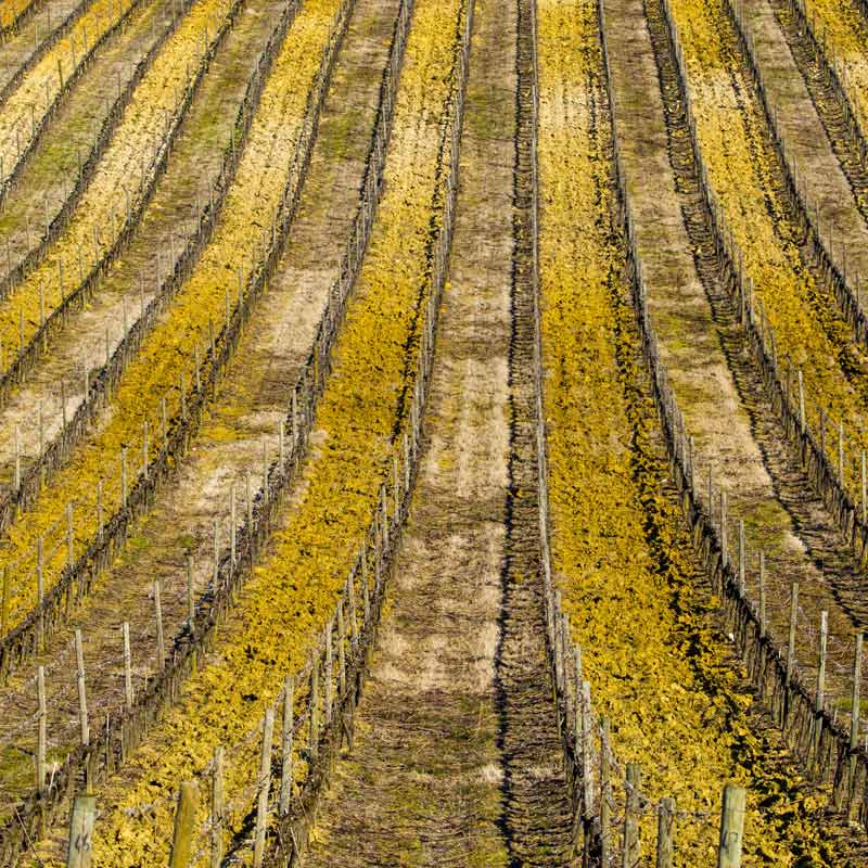 Domaine Laguerre