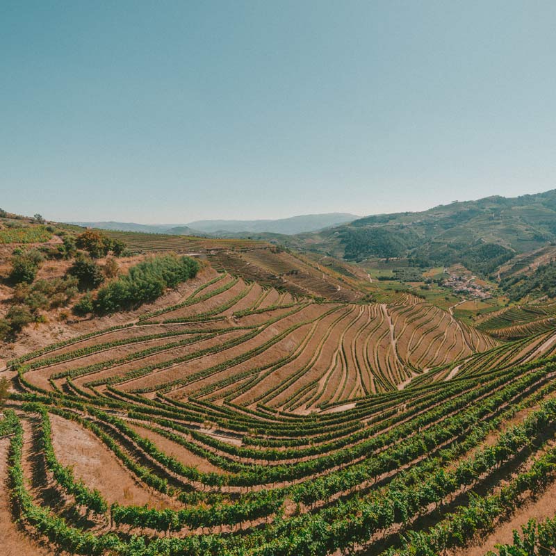 Domaine Lucien Aviet