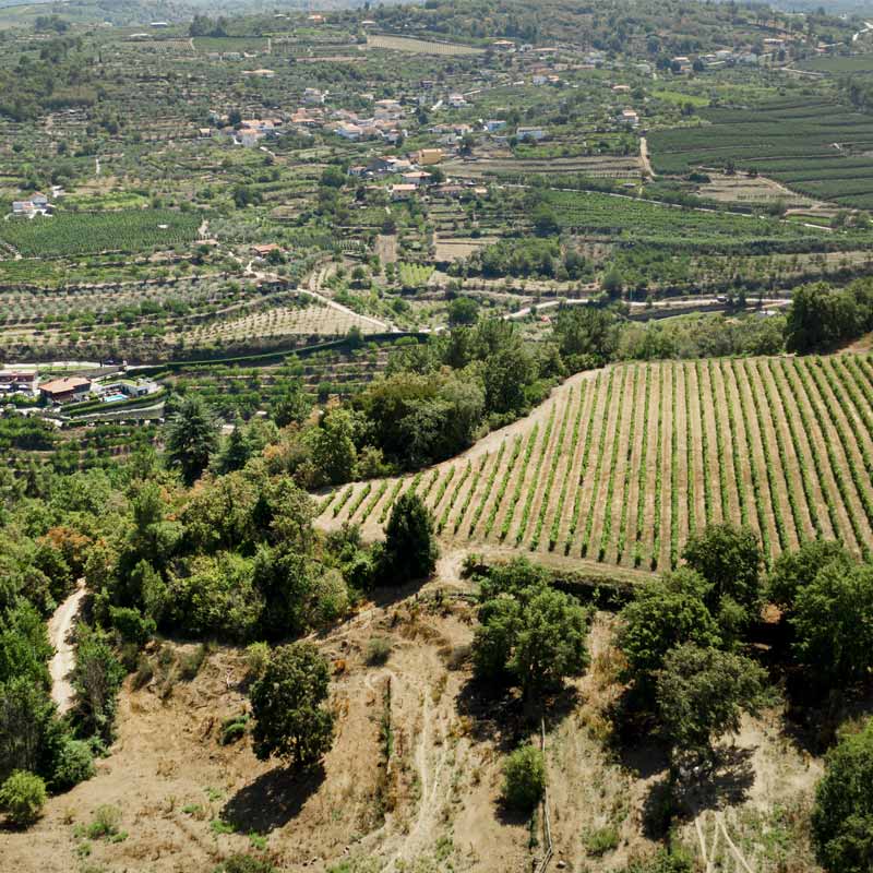 Domaine Macle