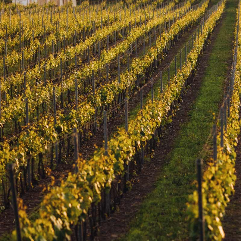 Domaine Montangeron