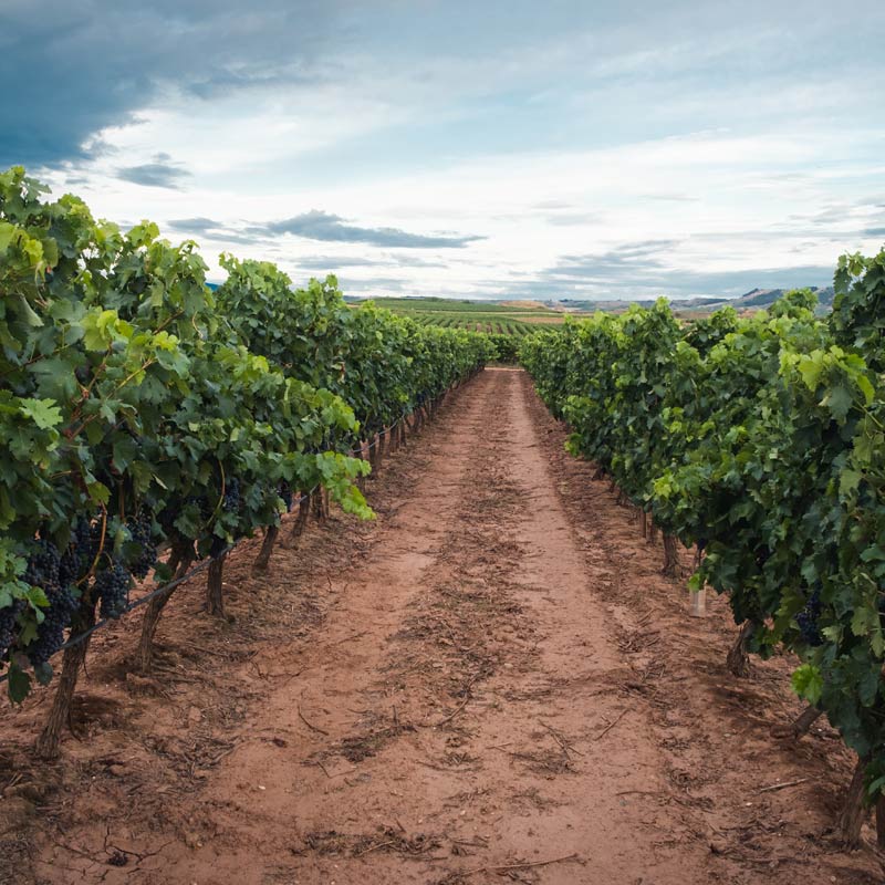Domaine Mouton