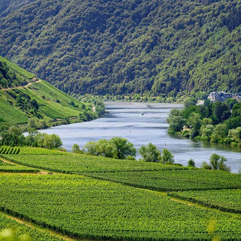 Domaine Patrick Baudouin