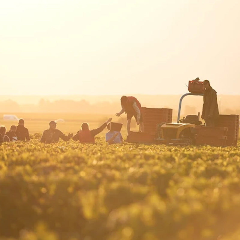 Domaine Rossignol-Février