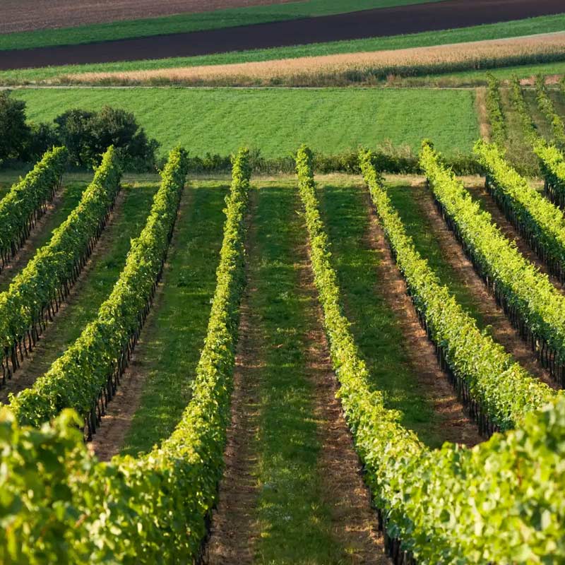 Domaine Semper