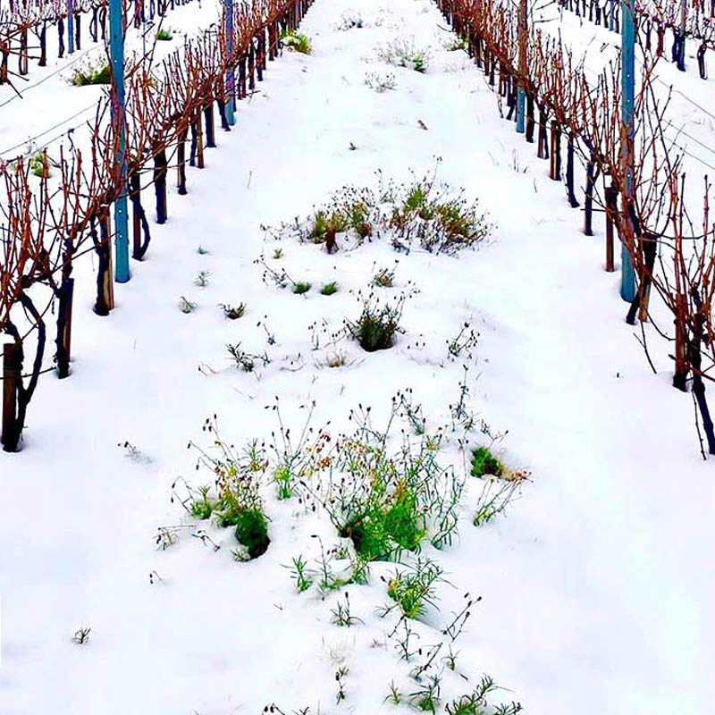 Domaine Thomas Kuhnel