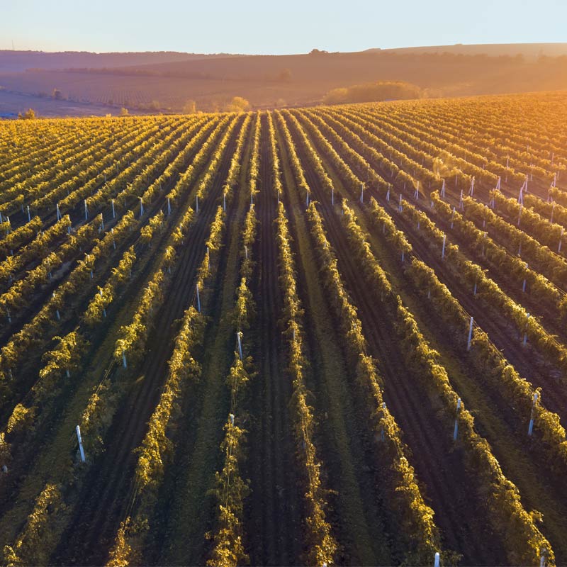 Domaine de Bellene