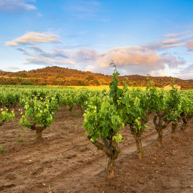 Domaine des Deux Fontaines