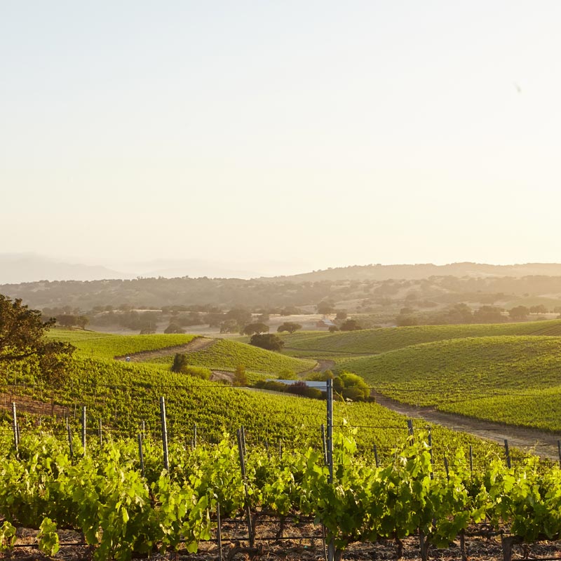 Vignoble Despagne